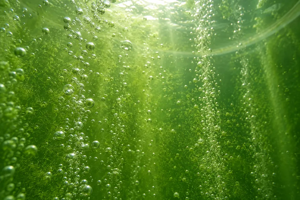 Representative bubbling microalgae culture inside a tank